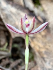 Caladenia cleistantha