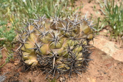 Eriosyce curvispina mutabilis