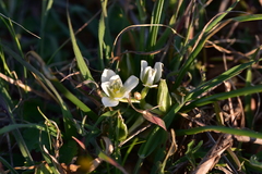 Ornithogalum sigmoideum