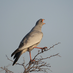 Melierax canorus argentior