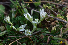 Ornithogalum sigmoideum