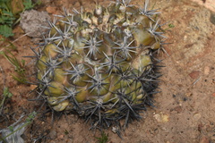 Eriosyce curvispina mutabilis