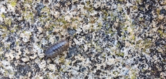 Armadillidium vulgare