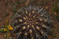 Eriosyce curvispina mutabilis