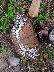 Tanaecia pelea