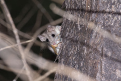 Antechinus bellus