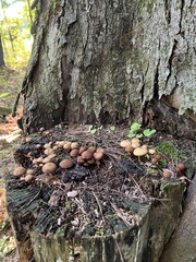 Psathyrella piluliformis