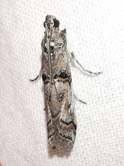 Pempelia palumbella
