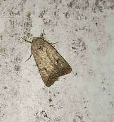 Caradrina clavipalpis