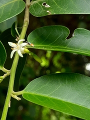 Olax scandens