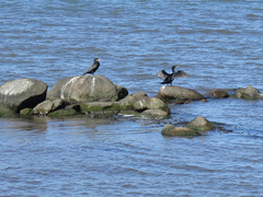 Phalacrocorax carbo