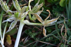 Ornithogalum sigmoideum
