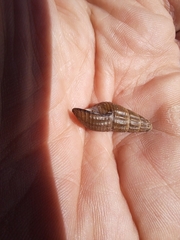 Thiaridae