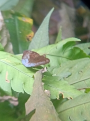 Euthalia monina monina