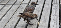 Sturnus vulgaris