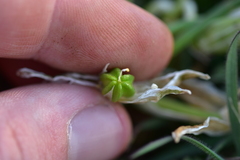 Ornithogalum sigmoideum