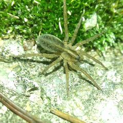 Trochosa