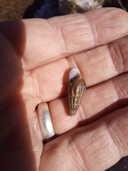 Thiaridae