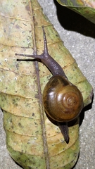 Macrochlamys hippocastaneum