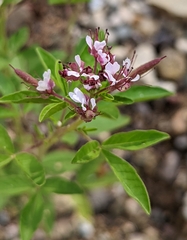 Polanisia dodecandra