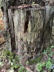 Psathyrella piluliformis