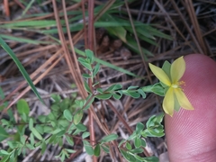 Hypericum suffruticosum