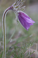 Pulsatilla