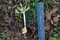 Ornithogalum sigmoideum