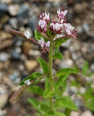 Polanisia dodecandra