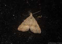 Trigonistis asthenopa