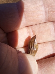 Thiaridae