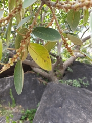 Ficus mollis