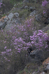 Rhododendron ledebourii