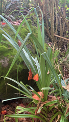 Pandanaceae