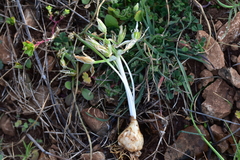 Ornithogalum sigmoideum