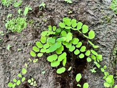 Adiantum philippense