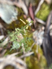 Carrichtera annua