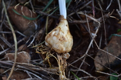 Ornithogalum sigmoideum