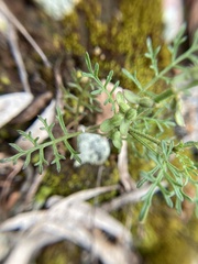 Carrichtera annua