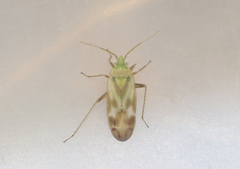 Megalocoleus molliculus