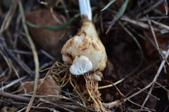 Ornithogalum sigmoideum