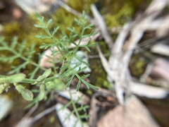 Carrichtera annua