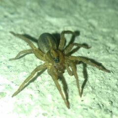 Trochosa