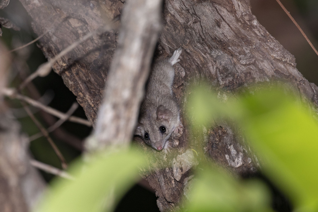 Fawn Antechinus