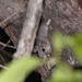Fawn Antechinus - Photo (c) Isaac Clarey, some rights reserved (CC BY-NC), uploaded by Isaac Clarey