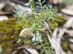 Carrichtera annua