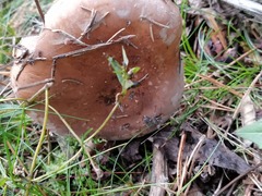 Leucocortinarius bulbiger