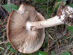 Leucocortinarius bulbiger