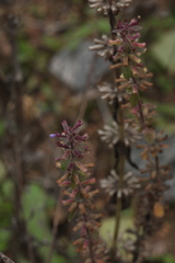 Dracocephalum thymiflorum