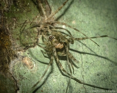 Tamopsis brisbanensis